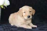 AKC Oakley, a male Golden Retriever for sale in El Dorado Springs, MO – Photo 7 of 10