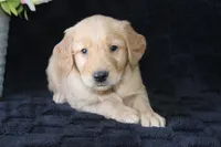 AKC Oakley, a male Golden Retriever for sale in El Dorado Springs, MO – Photo 3 of 10