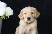 AKC Oakley, a male Golden Retriever for sale in El Dorado Springs, MO – Photo 6 of 10