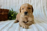 AKC Oakley, a male Golden Retriever for sale in El Dorado Springs, MO – Photo 10 of 10