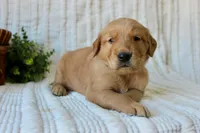 AKC Oakley, a male Golden Retriever for sale in El Dorado Springs, MO – Photo 9 of 10