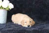 AKC Oakley, a male Golden Retriever for sale in El Dorado Springs, MO – Photo 5 of 10