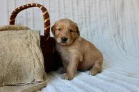AKC Oakley, a male Golden Retriever for sale in El Dorado Springs, MO – Photo 8 of 10