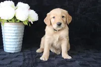 AKC Oakley, a male Golden Retriever for sale in El Dorado Springs, MO – Photo 1 of 10