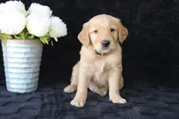 AKC Oakley, a male Golden Retriever for sale in El Dorado Springs, MO – Photo 4 of 10