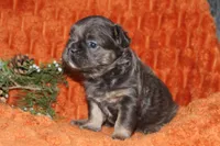 AKC Maple, a female French Bulldog for sale in El Dorado Springs, MO – 2 of 7