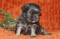 AKC Maple, a female French Bulldog for sale in El Dorado Springs, MO – 3 of 7