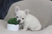 AKC Enzo -fluffy, a male French Bulldog for sale in El Dorado Springs, MO – 3 of 10