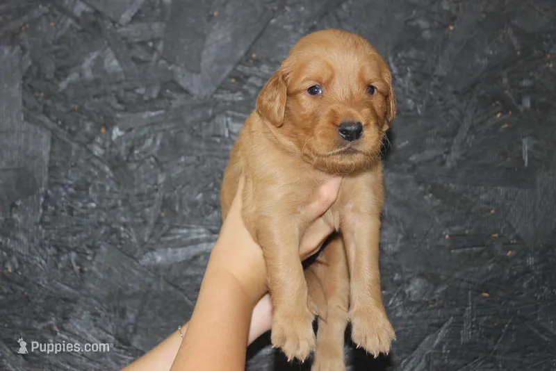 AKC Bay - light blue – Golden Retriever puppy for sale in El Dorado Springs, MO
