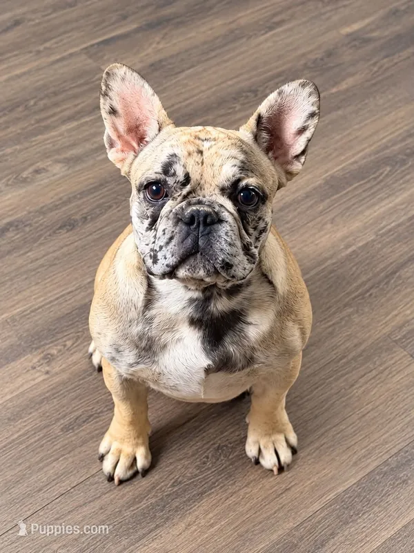 AKC Cookie – French Bulldog puppy for sale in El Dorado Springs, MO