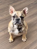 AKC Cookie, a female French Bulldog for sale in El Dorado Springs, MO – 1 of 2