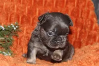 AKC Maple, a female French Bulldog for sale in El Dorado Springs, MO – 7 of 7