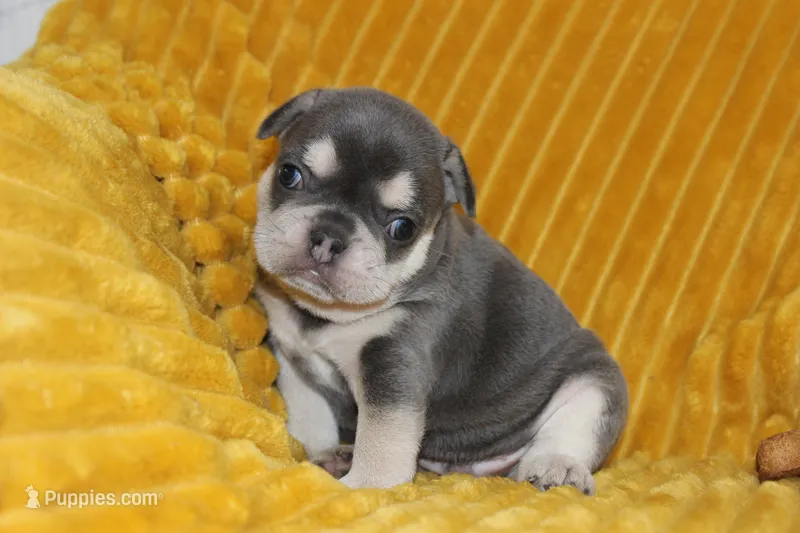 AKC Sam – French Bulldog puppy for sale in El Dorado Springs, MO