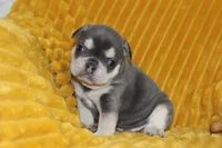 AKC Sam, a male French Bulldog for sale in El Dorado Springs, MO – 1 of 6