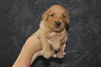 AKC Ray -green , a male Golden Retriever for sale in El Dorado Springs, MO – 3 of 4