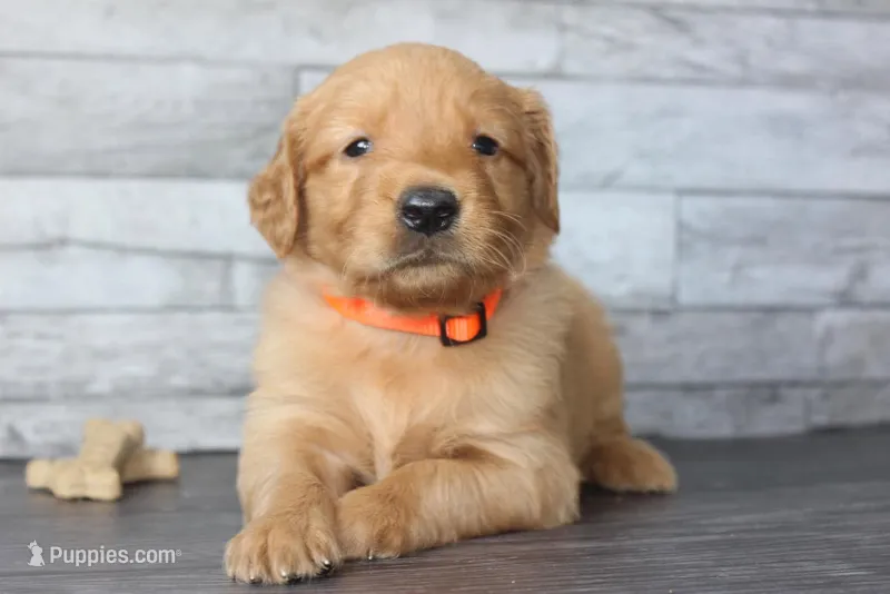 AKC Finn - orange – Golden Retriever puppy for sale in El Dorado Springs, MO
