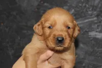 AKC Rio -  blue, a male Golden Retriever for sale in El Dorado Springs, MO – 2 of 4