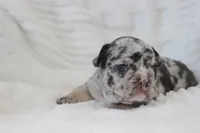 AKC Dixie , a female French Bulldog for sale in El Dorado Springs, MO – 3 of 6