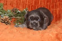 AKC Hazel, a female French Bulldog for sale in El Dorado Springs, MO – 4 of 7