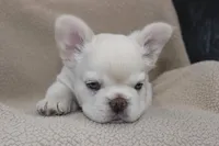 AKC Enzo -fluffy, a male French Bulldog for sale in El Dorado Springs, MO – 10 of 10