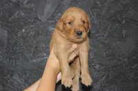 AKC Bay - light blue, a male Golden Retriever for sale in El Dorado Springs, MO – 3 of 4