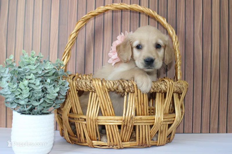 AKC Pearl - light pink  – Golden Retriever puppy for sale in El Dorado Springs, MO
