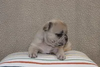 AKC Poppy , a female French Bulldog for sale in El Dorado Springs, MO – Photo 2 of 2