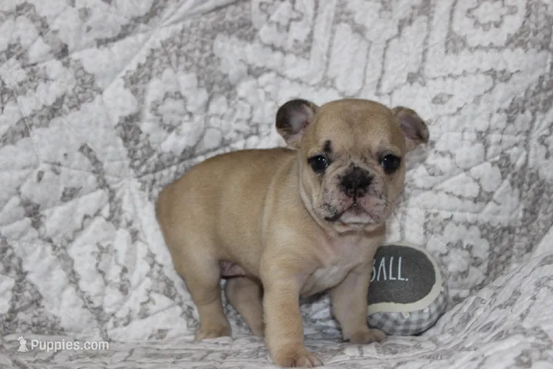 AKC Poppy  – French Bulldog puppy on hold in El Dorado Springs, MO