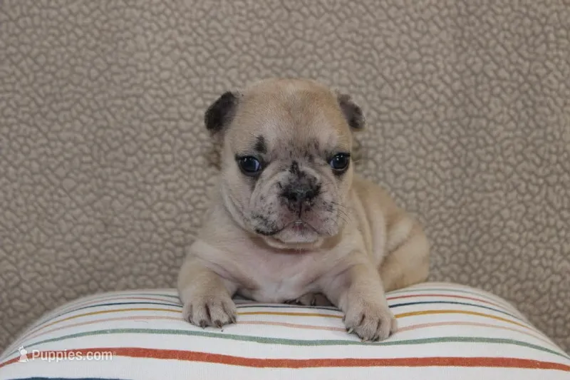 AKC Poppy  – French Bulldog puppy for sale in El Dorado Springs, MO