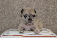 AKC Poppy , a female French Bulldog for sale in El Dorado Springs, MO – Photo 1 of 2