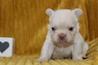 AKC Enzo -fluffy, a male French Bulldog for sale in El Dorado Springs, MO – 3 of 7