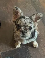 AKC Theo, a male French Bulldog for sale in El Dorado Springs, MO – 2 of 3