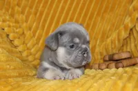 AKC Sully, a male French Bulldog for sale in El Dorado Springs, MO – 6 of 7
