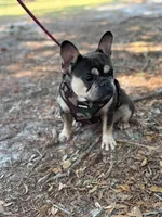 AKC Scarlett, a female French Bulldog for sale in El Dorado Springs, MO – 2 of 2