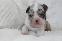 AKC Darla , a female French Bulldog for sale in El Dorado Springs, MO – 6 of 7