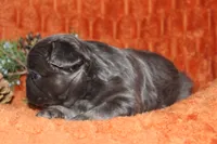 AKC Hazel, a female French Bulldog for sale in El Dorado Springs, MO – 3 of 7