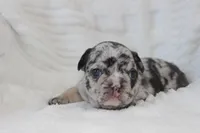 AKC Dixie , a female French Bulldog for sale in El Dorado Springs, MO – 2 of 6