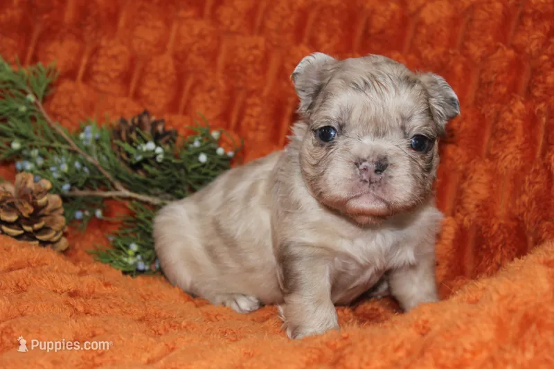 AKC Pumpkin – French Bulldog puppy for sale in El Dorado Springs, MO