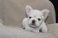 AKC Enzo -fluffy, a male French Bulldog for sale in El Dorado Springs, MO – 1 of 10