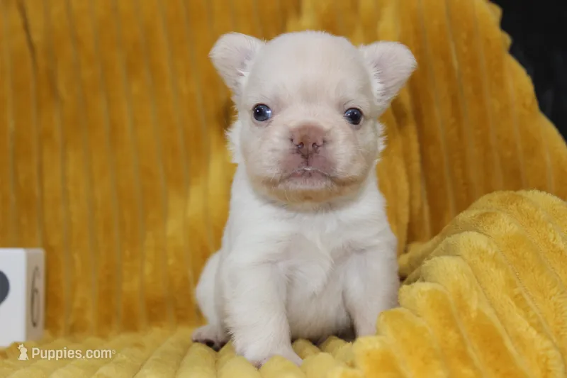 AKC Enzo -fluffy – French Bulldog puppy for sale in El Dorado Springs, MO