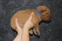 AKC Rio -  blue, a male Golden Retriever for sale in El Dorado Springs, MO – 4 of 4