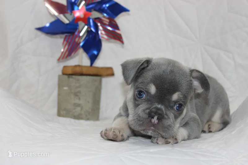 AKC Sully – French Bulldog puppy for sale in El Dorado Springs, MO