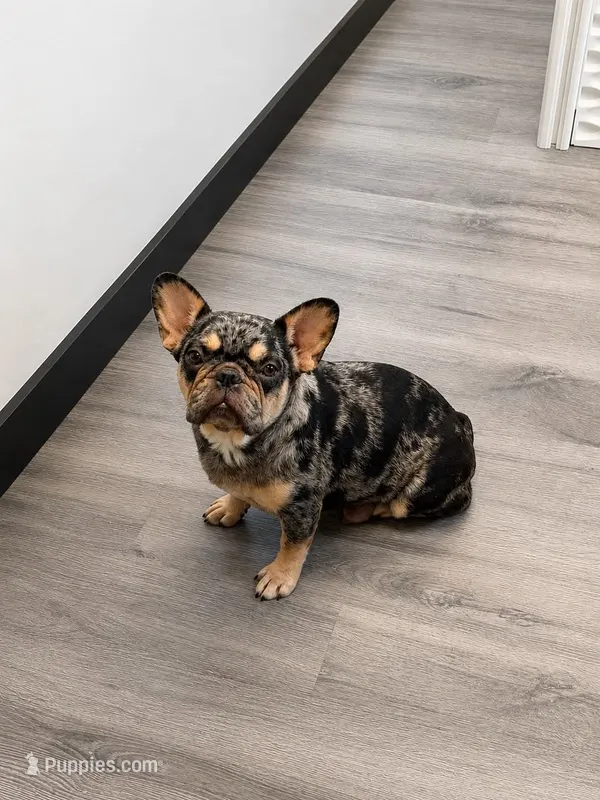 AKC Dolly – French Bulldog puppy for sale in El Dorado Springs, MO