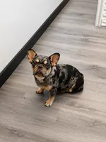 AKC Dolly, a female French Bulldog for sale in El Dorado Springs, MO – 1 of 2