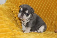 AKC Sam, a male French Bulldog for sale in El Dorado Springs, MO – 3 of 6