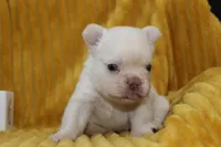 AKC Enzo -fluffy, a male French Bulldog for sale in El Dorado Springs, MO – 7 of 7