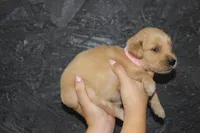 AKC Pearl - light pink , a female Golden Retriever for sale in El Dorado Springs, MO – 4 of 4