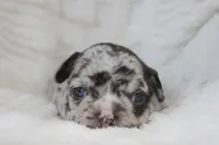 AKC Dixie , a female French Bulldog for sale in El Dorado Springs, MO – 4 of 6