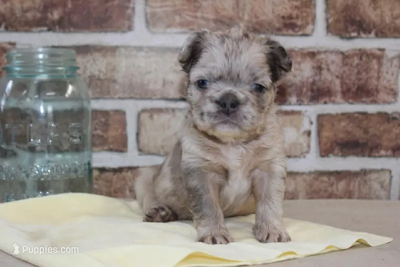 AKC Birdie-fluffy – French Bulldog puppy for sale in El Dorado Springs, MO