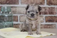 AKC Birdie-fluffy, a female French Bulldog for sale in El Dorado Springs, MO – Photo 1 of 6